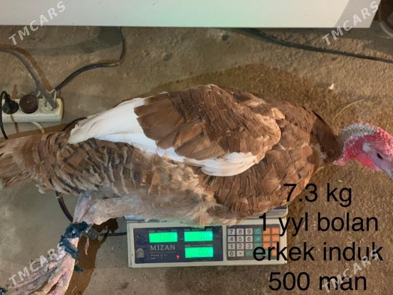 Induk - Мары - img 4