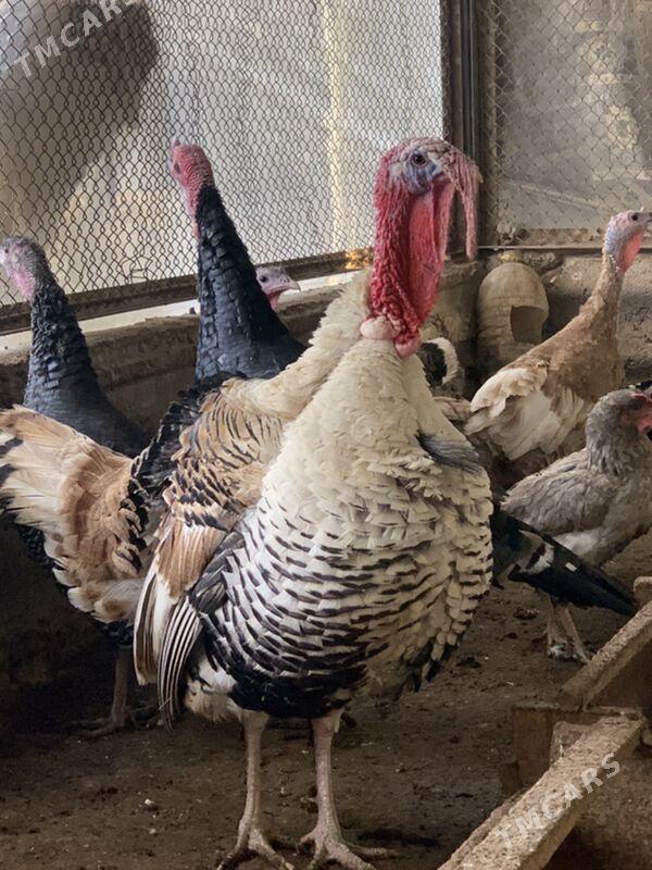 Induk - Мары - img 5