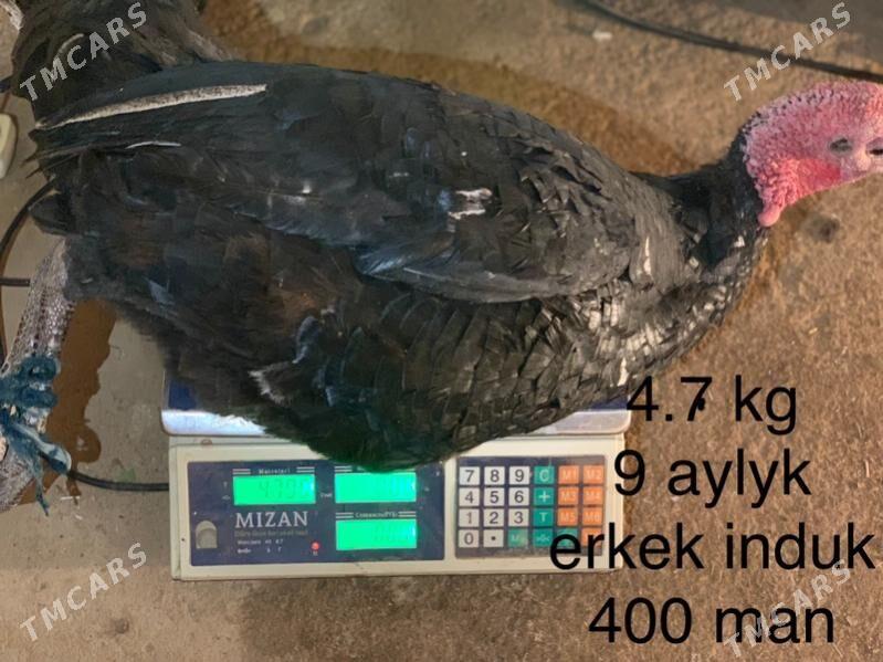 Induk - Мары - img 10