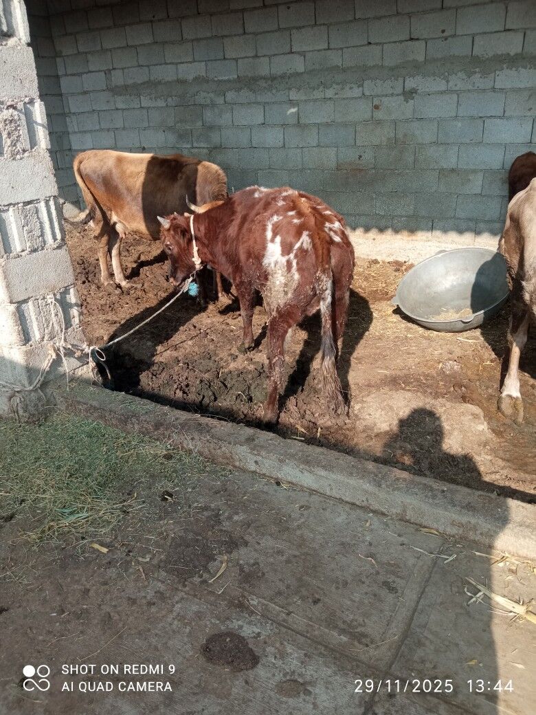 sygyr - Бузмеин - img 3