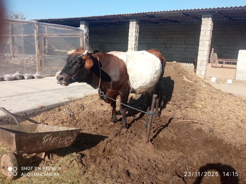 sygyr - Бузмеин - img 2