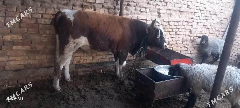 okuz - Tejen - img 2