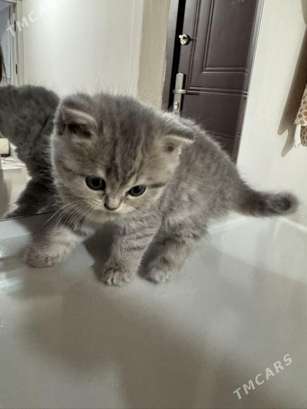 dik gulak 2 aylyjak pișik - Ашхабад - img 2