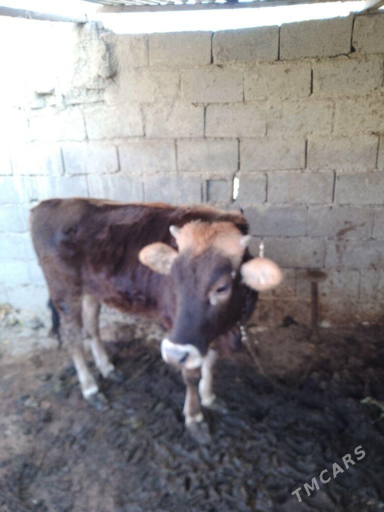 tyaş tüweyaş tüwe - Бахарден - img 2