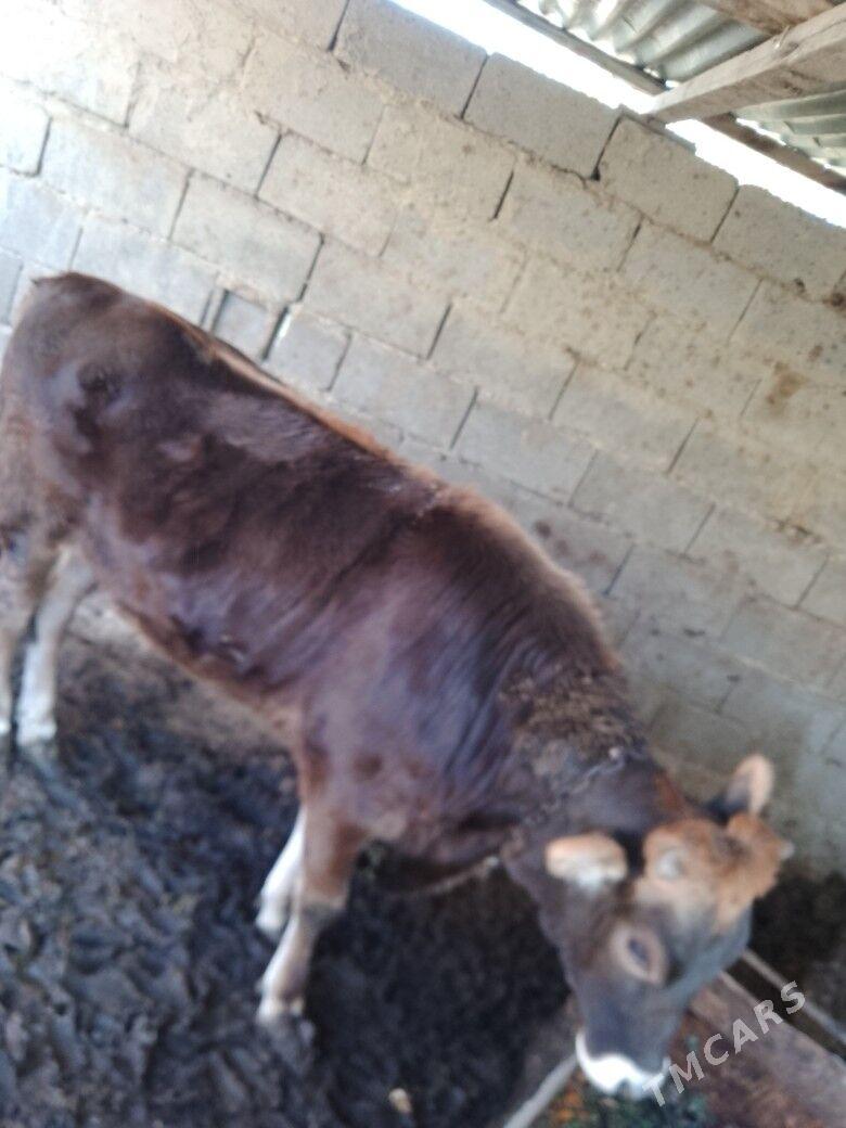 tyaş tüweyaş tüwe - Бахарден - img 1