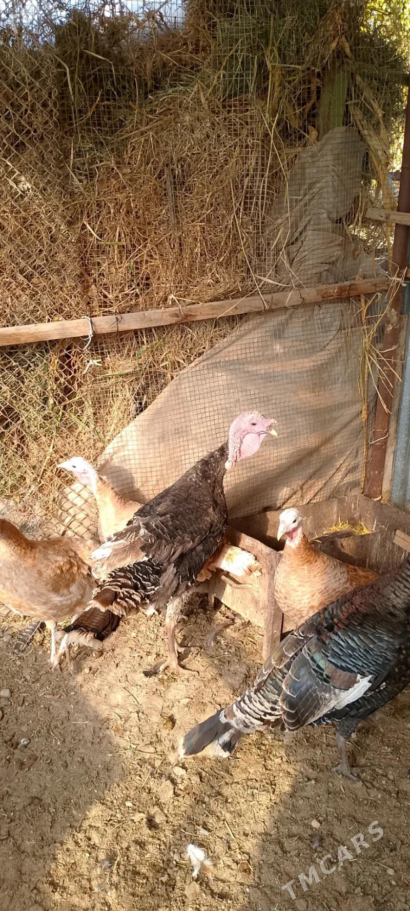 İnduk - Sakarçäge - img 2