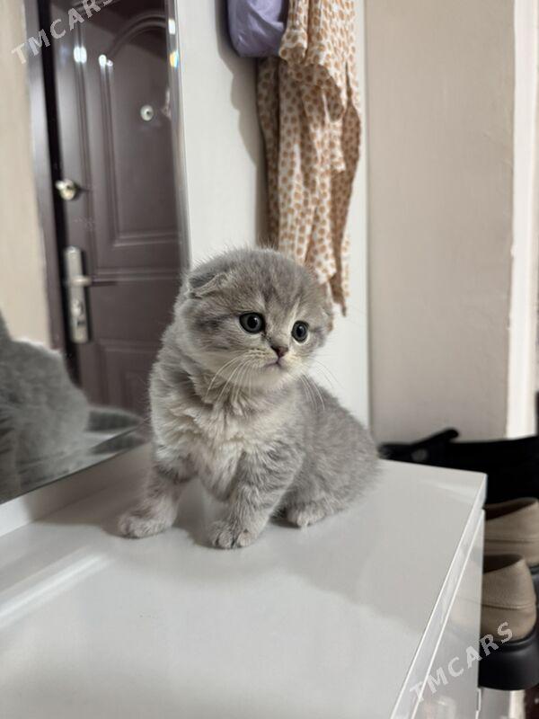 yatyk gulak pișijek - Aşgabat - img 2