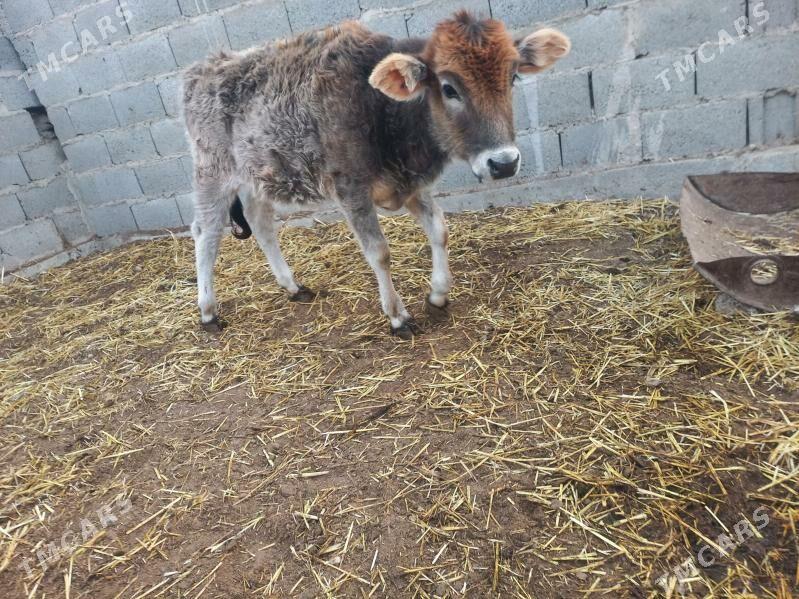 tue - Гызыларбат - img 2