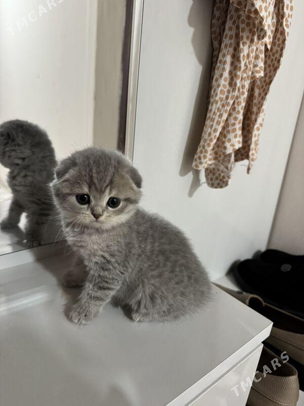 yatyk gulak pișijek - Aşgabat - img 1