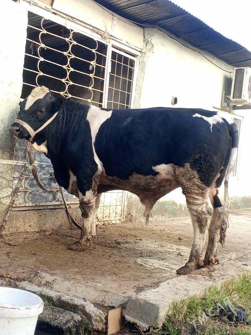 Okuz - Ашхабад - img 2