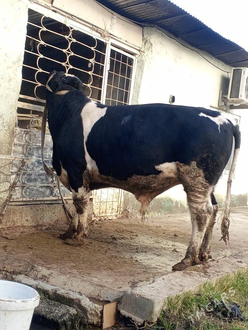 Okuz - Ашхабад - img 1