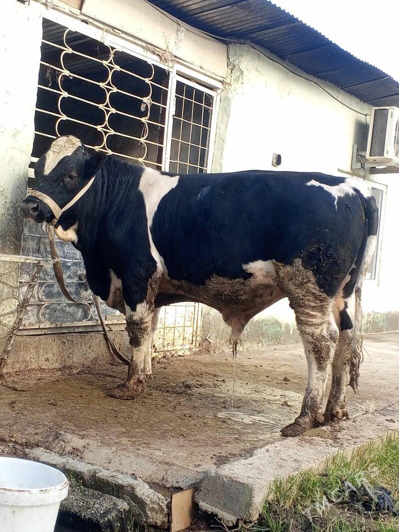 Okuz - Ашхабад - img 3