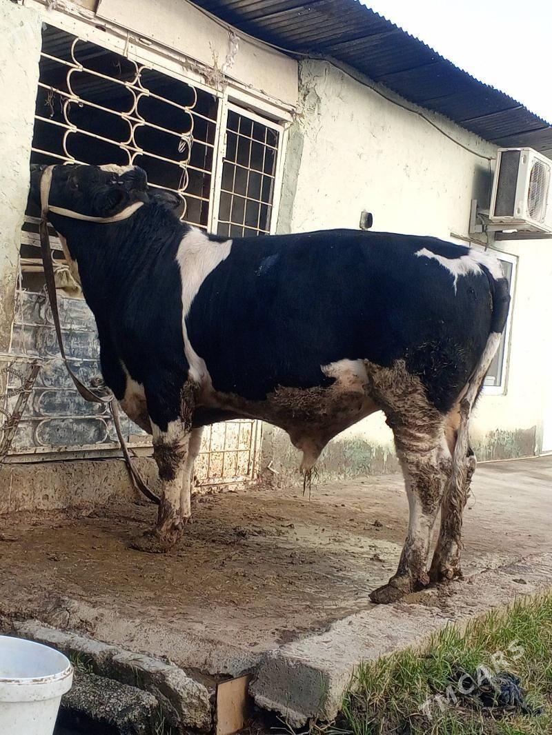 Okuz - Ашхабад - img 6