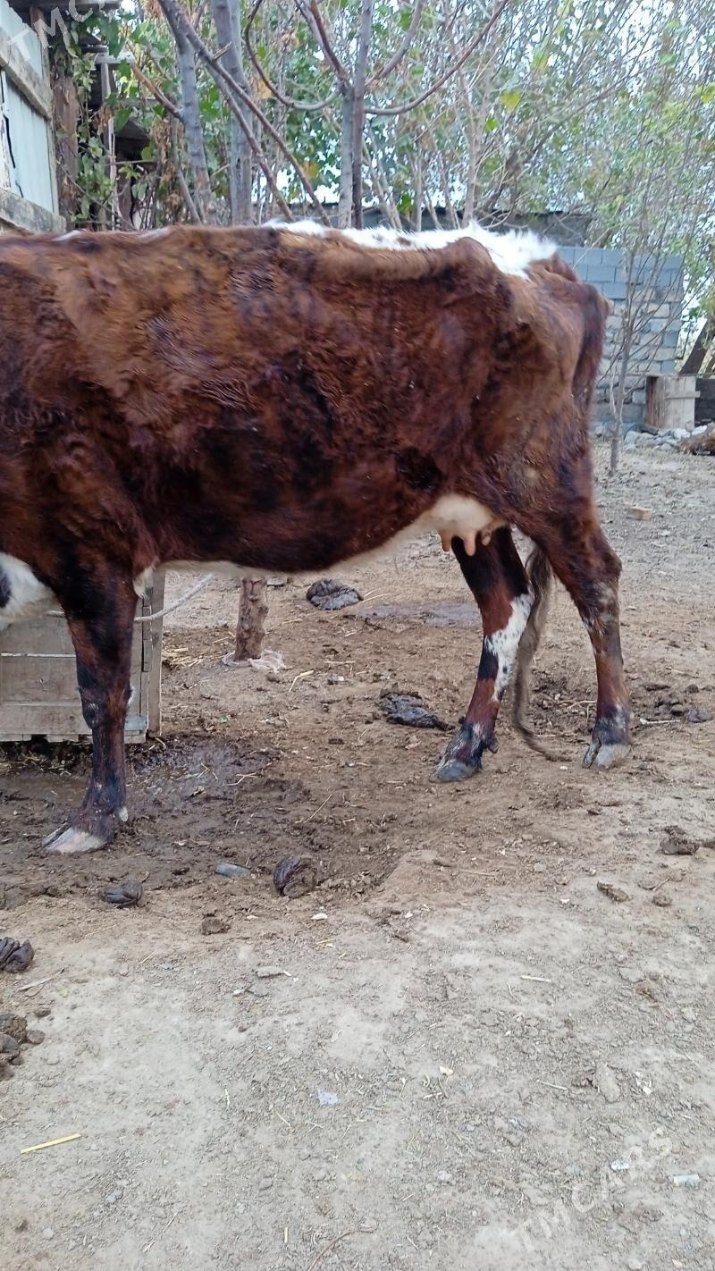 sutleksygyr - Çoganly - img 2