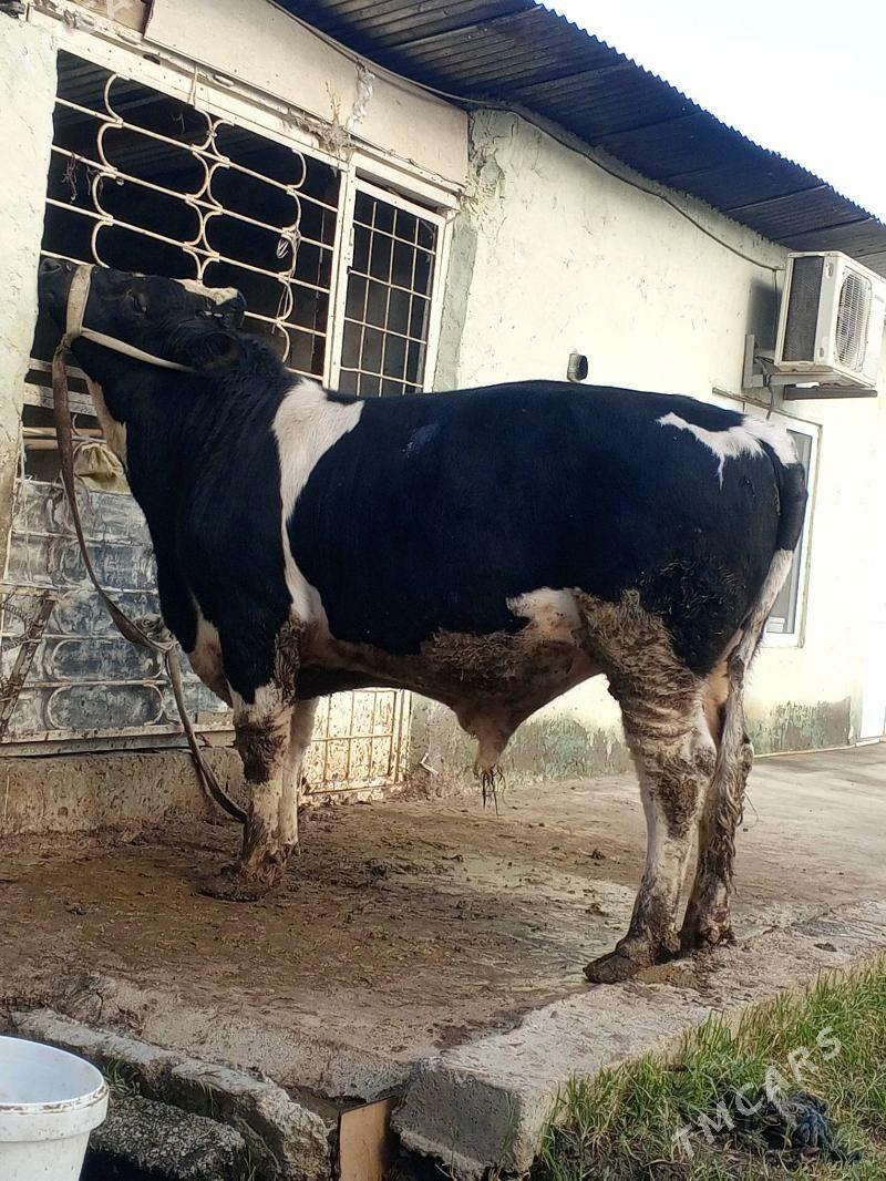 Okuz - Ашхабад - img 5