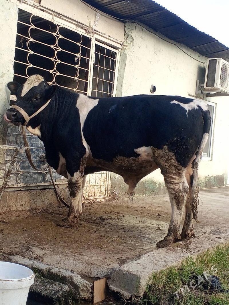 Okuz - Ашхабад - img 4