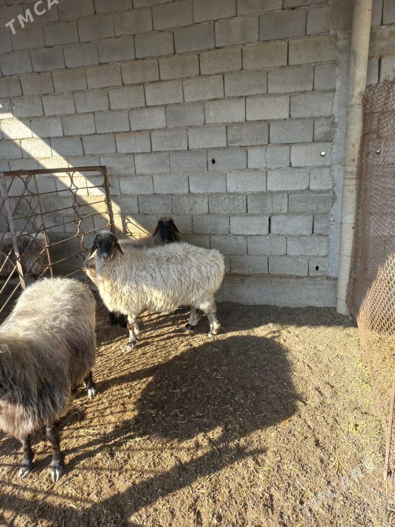 goyun - Бузмеин - img 2