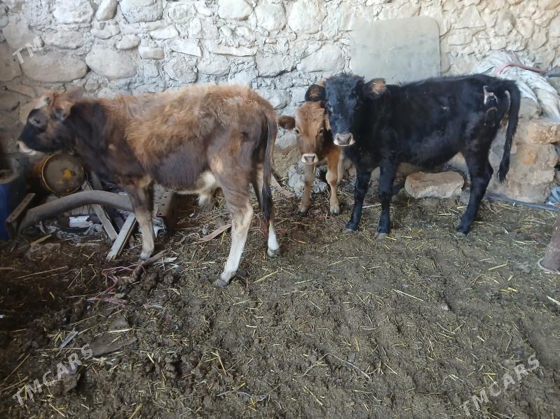 окузлер - Balkanabat - img 4