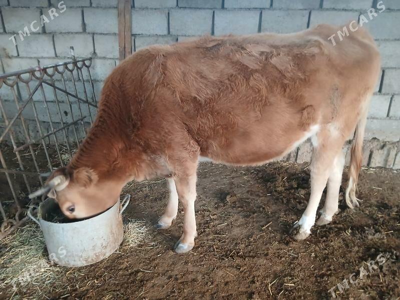 окузлер - Balkanabat - img 2