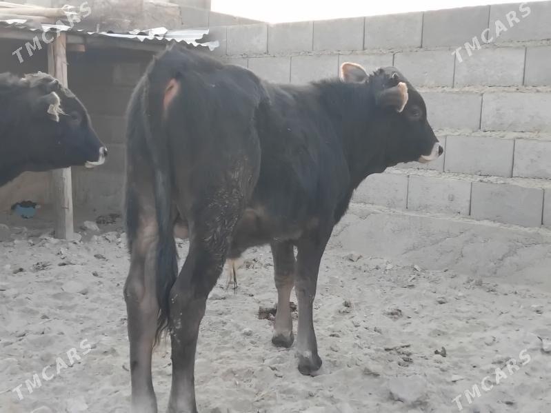 ôküzçe 2 - Gyzylarbat - img 2