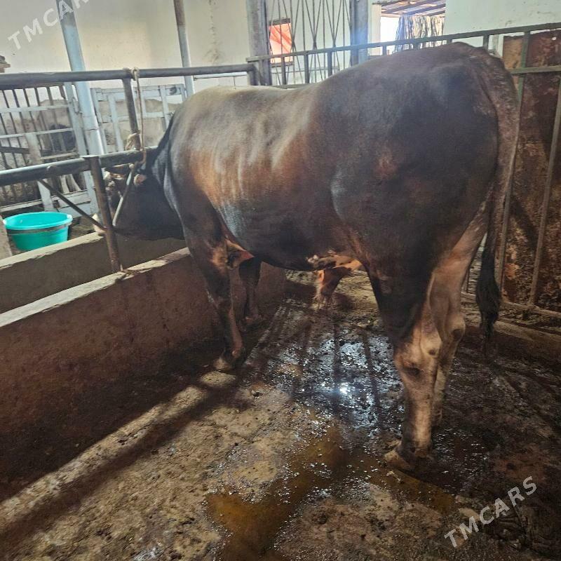 okuz - Büzmeýin - img 2