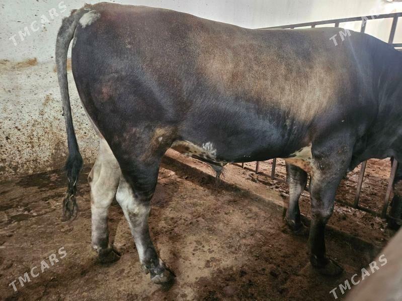 okuz - Büzmeýin - img 3