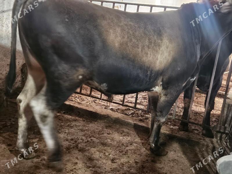 okuz - Büzmeýin - img 4