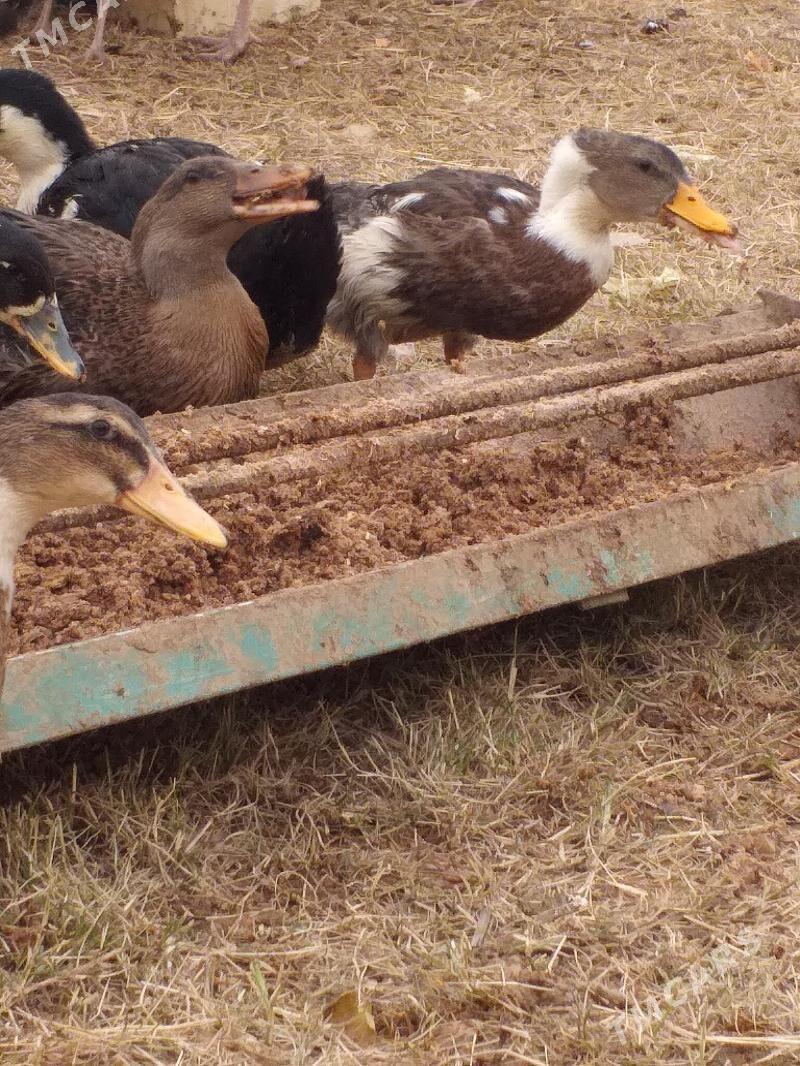 ordek - Мары - img 5