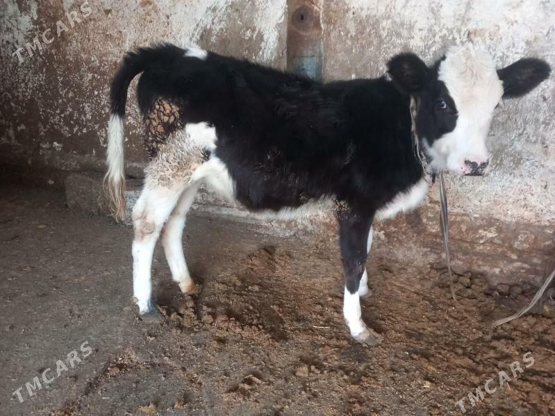 Göle - Бахарден - img 2