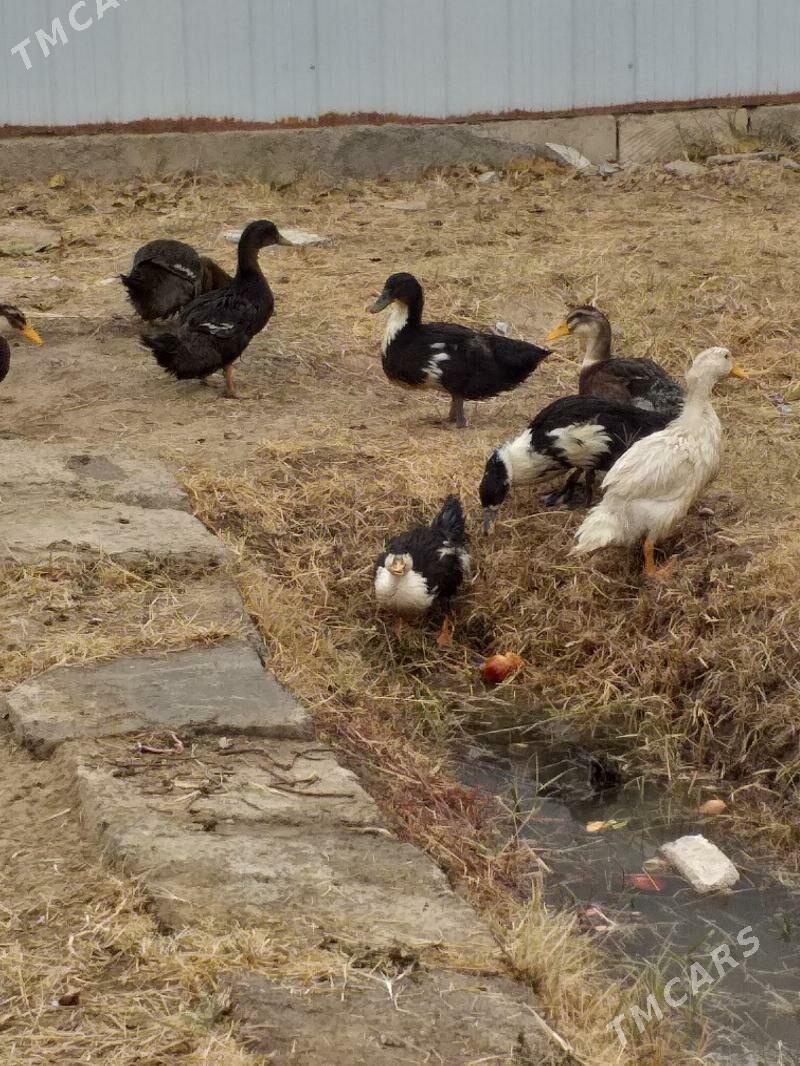 ordek - Мары - img 2