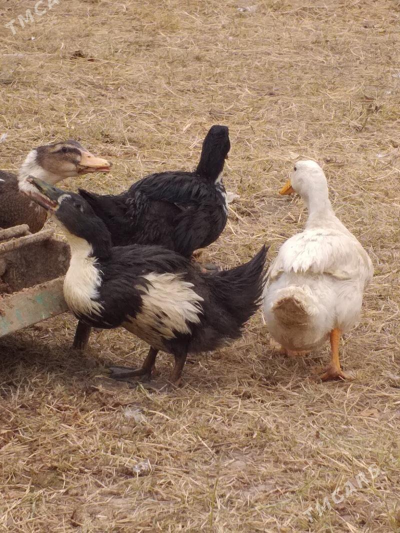 ordek - Мары - img 3