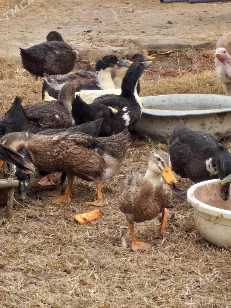 ordek - Мары - img 4