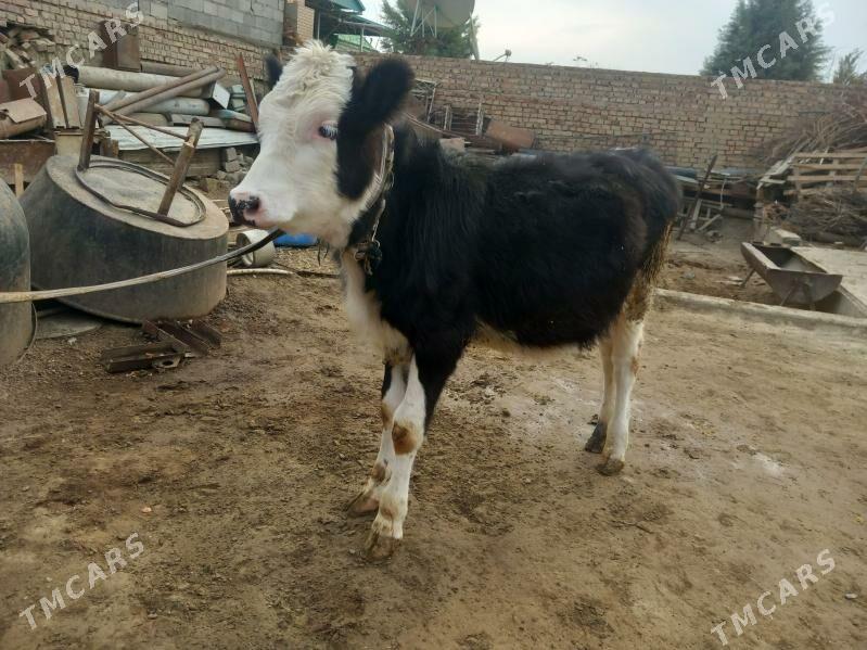 Göle - Бахарден - img 5