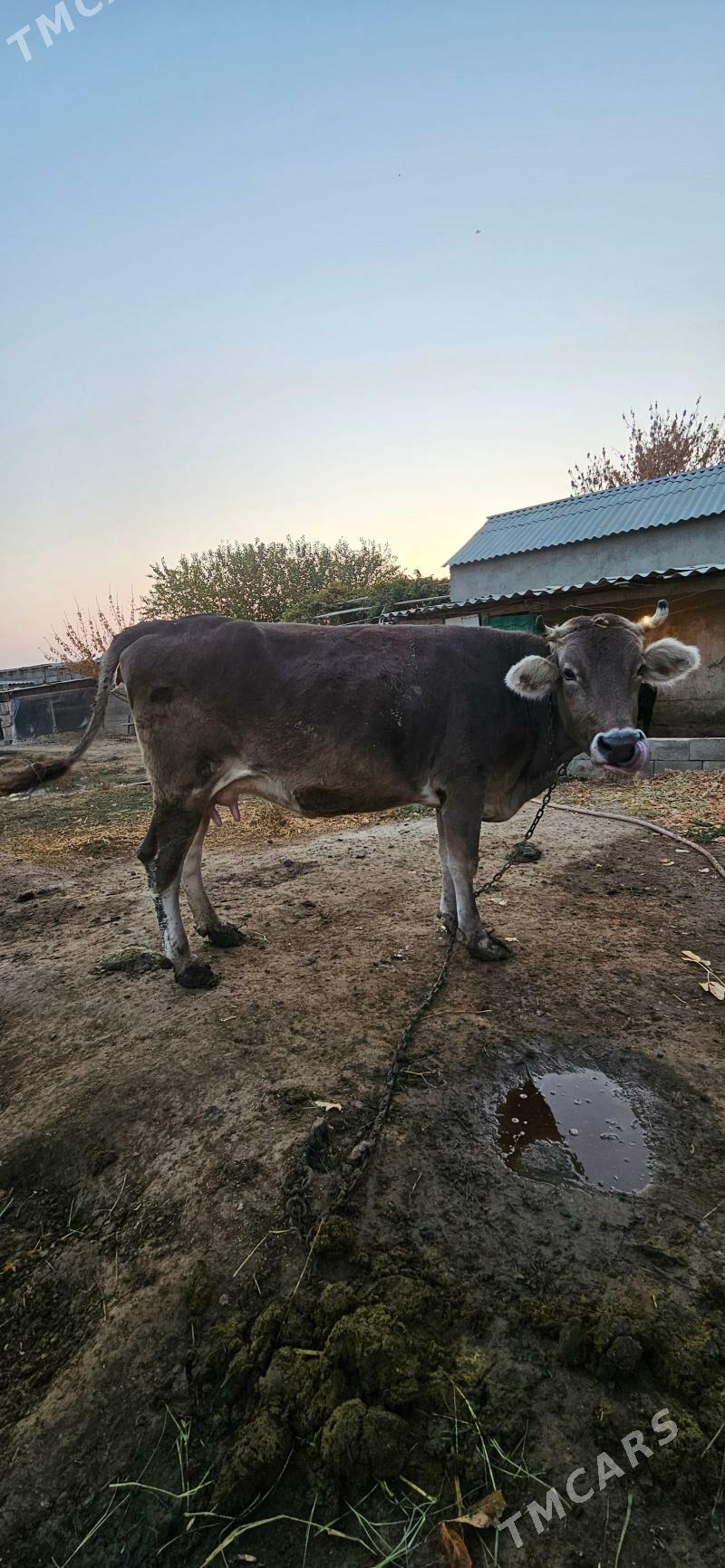 sygyr - Гёкдепе - img 2