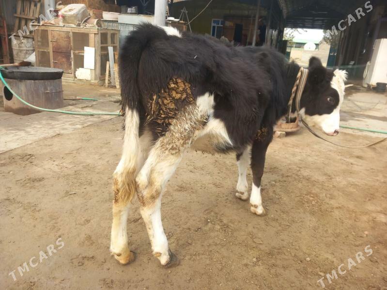 Göle - Бахарден - img 4