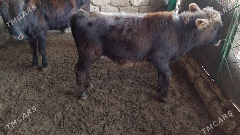 OKÜZ ŞWES - Aşgabat - img 2