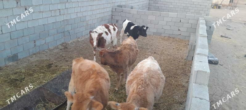 Gole sygyr - Çoganly - img 3