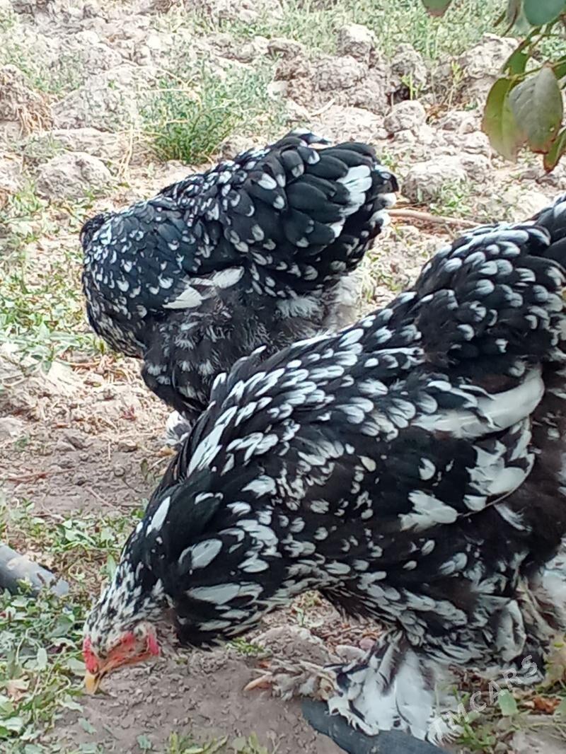 brama mramr - Багир - img 6