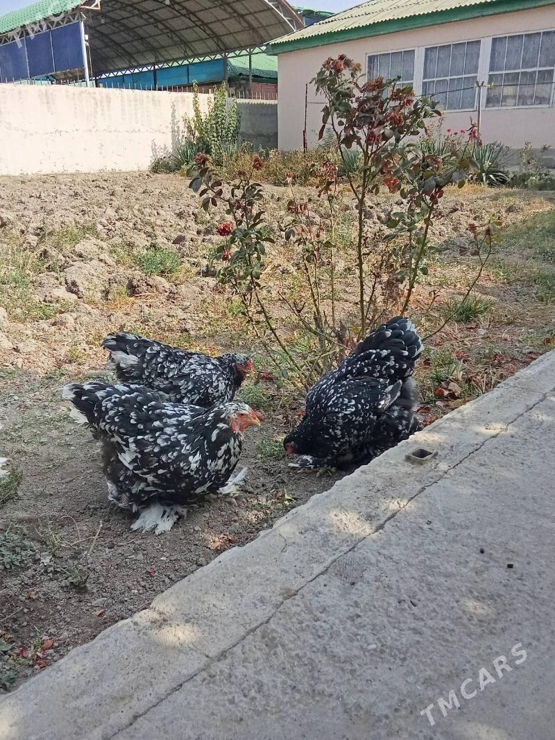 brama mramr - Багир - img 3