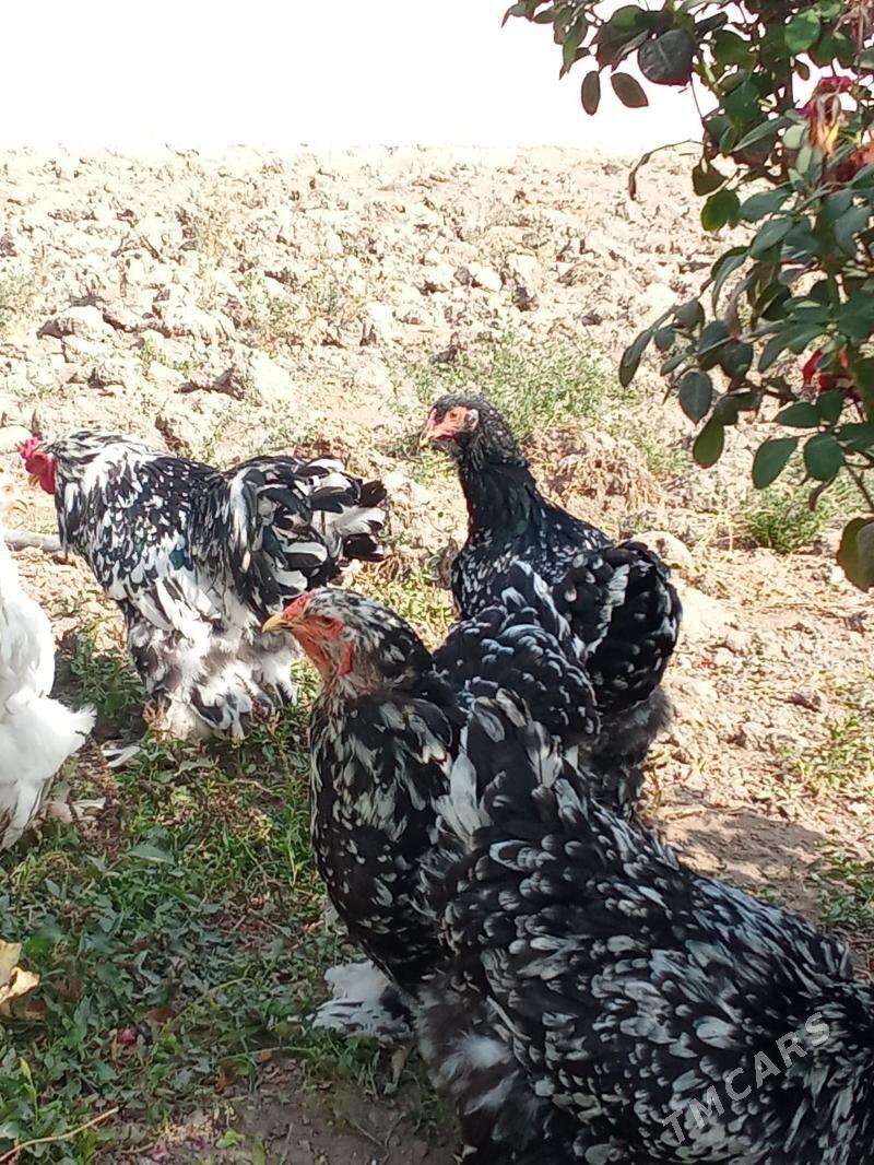 brama mramr - Багир - img 4