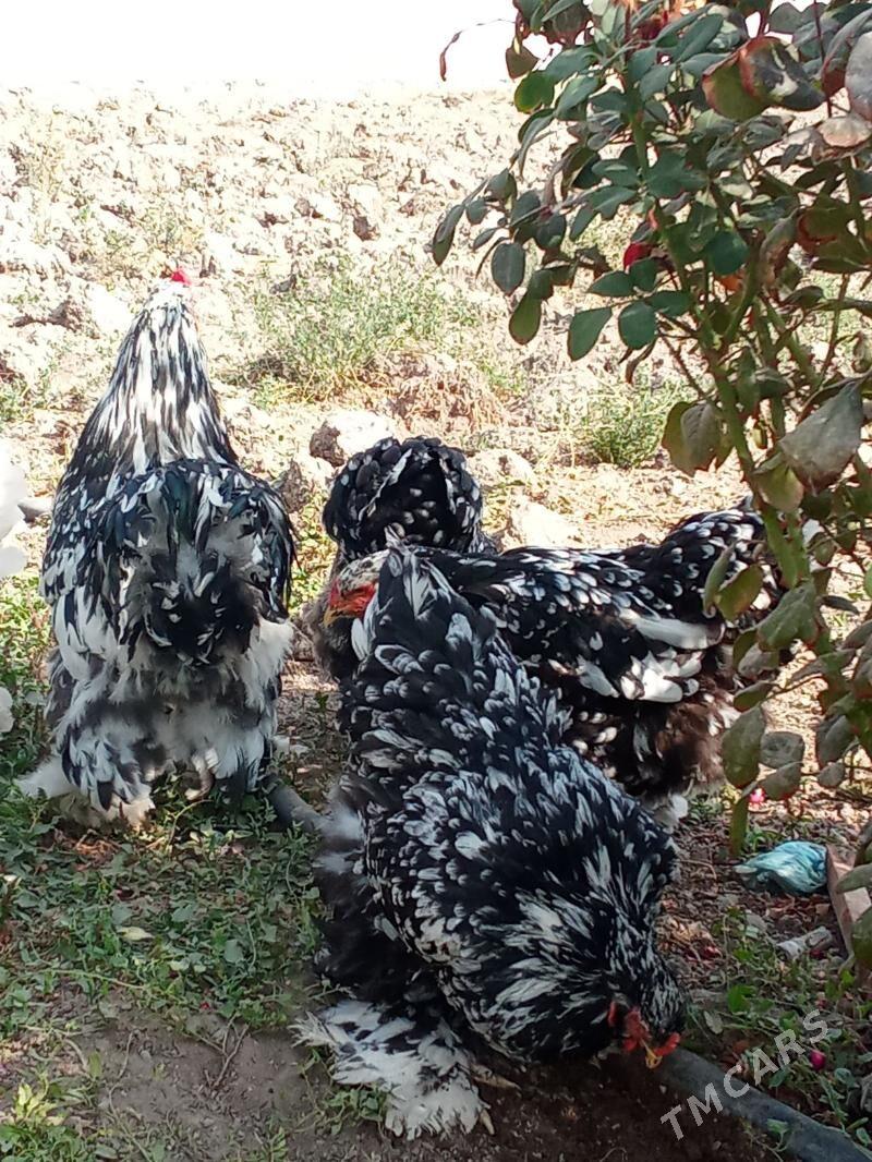 brama mramr - Багир - img 2