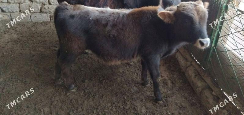 OKÜZ ŞWES - Aşgabat - img 4