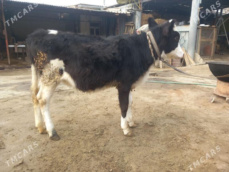 Göle - Бахарден - img 3