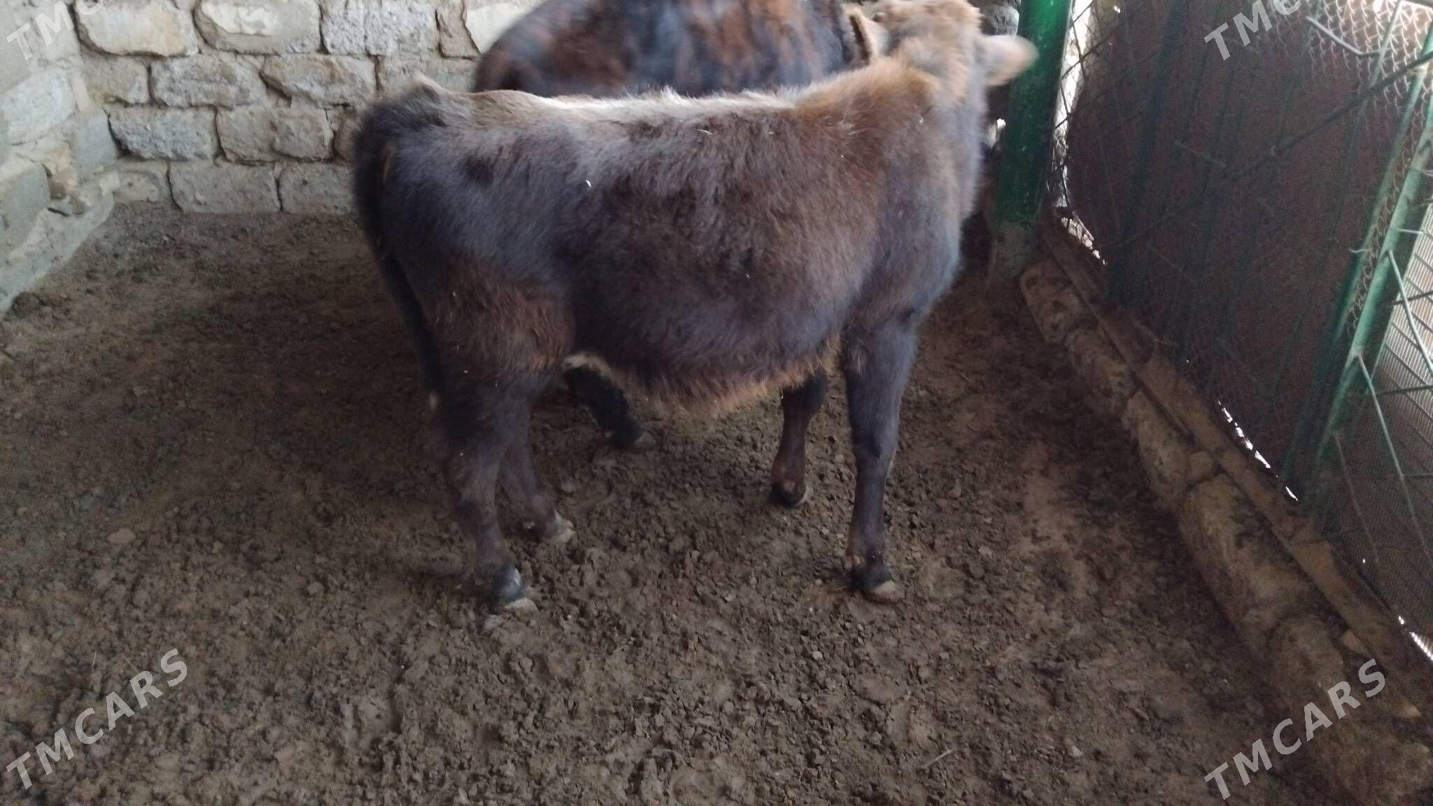 OKÜZ ŞWES - Aşgabat - img 3