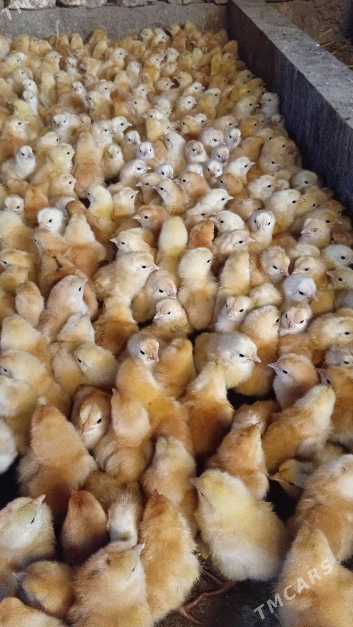 towuk juyje - Şabat etr. - img 3