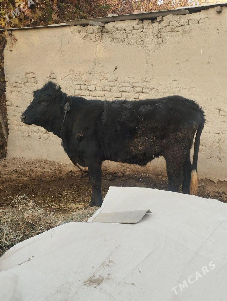 bogaz gulajyn - Сакарчага - img 2