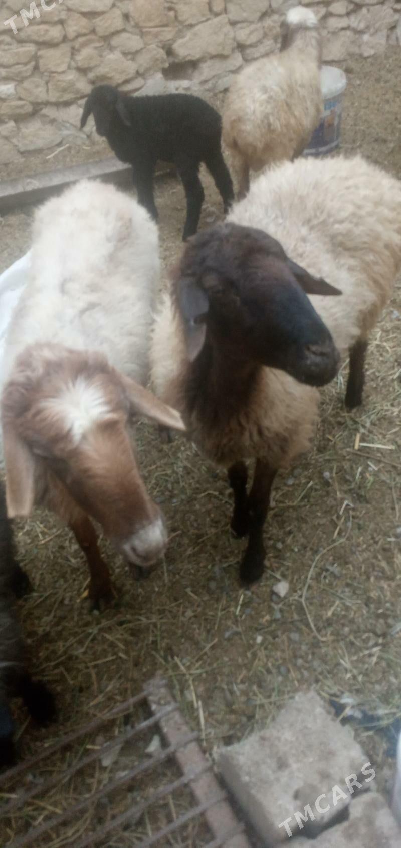 guzly goyun - Гызыларбат - img 2