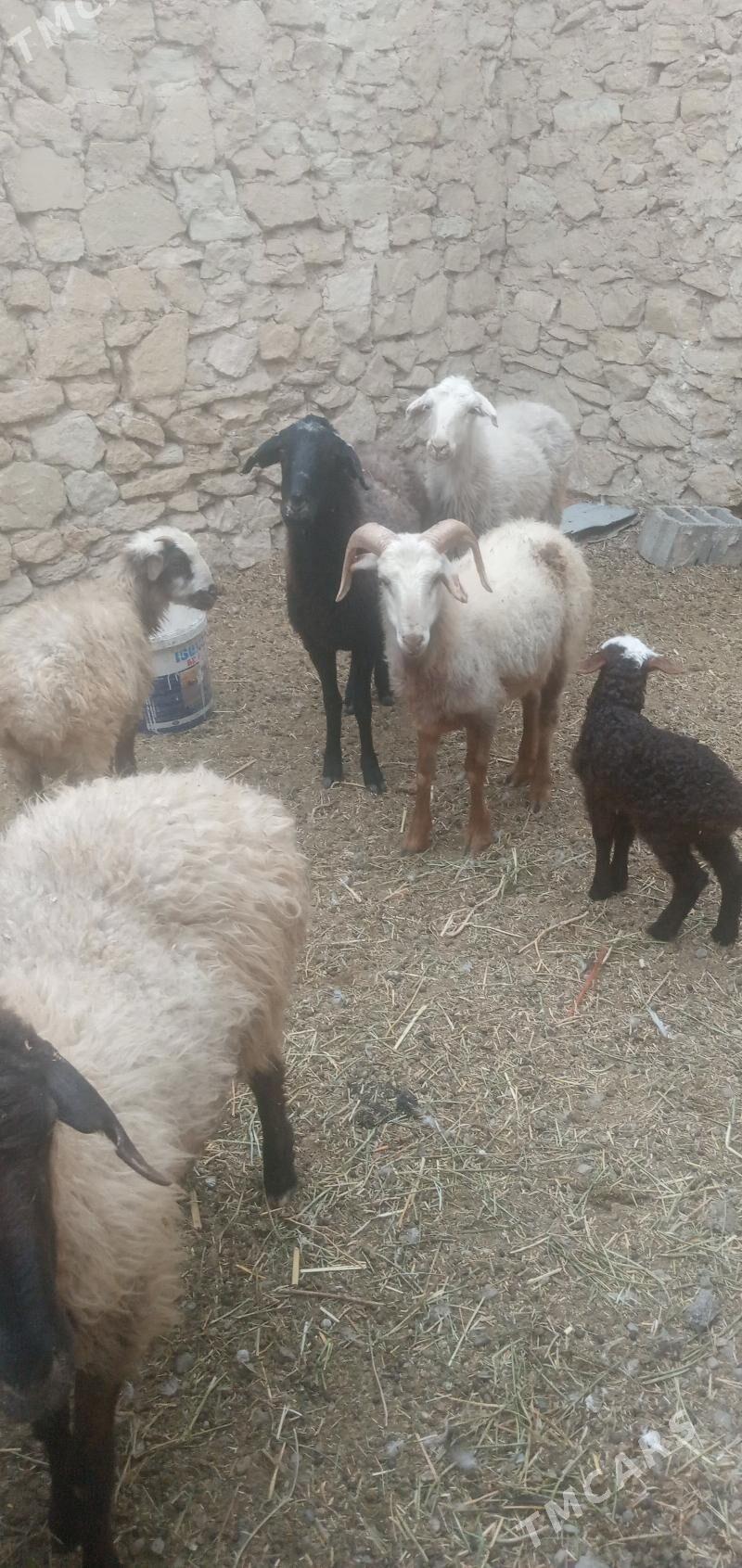 guzly goyun - Гызыларбат - img 3