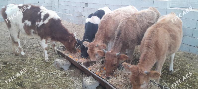 Gole sygyr - Çoganly - img 1