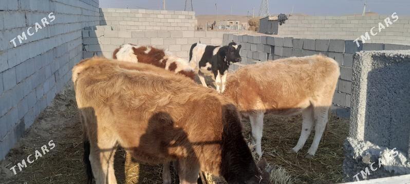 Gole sygyr - Çoganly - img 4